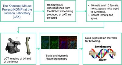 Mouse Models and Online Resources for Functional Analysis of Osteoporosis Genome-Wide Association Studies